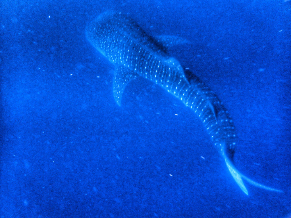 August 2019 Conchshell Chronicles