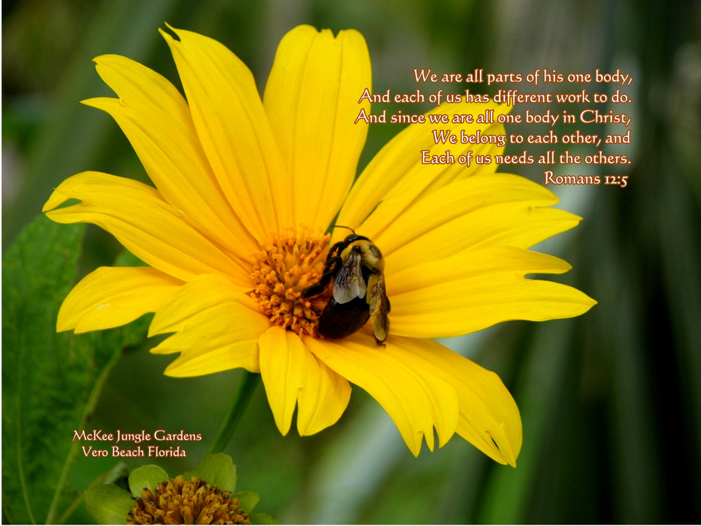 September 2020 Conchshell Chronicles