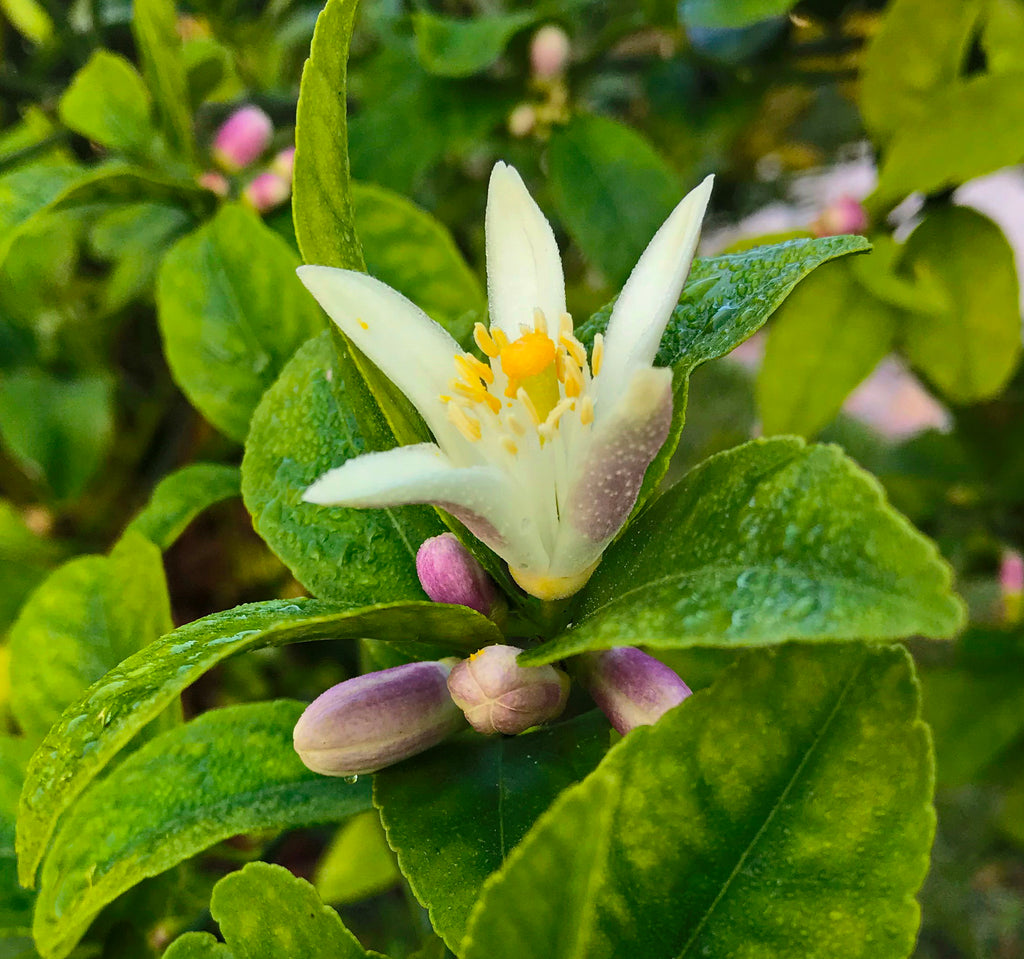 February 2018 Conchshell Chronicles