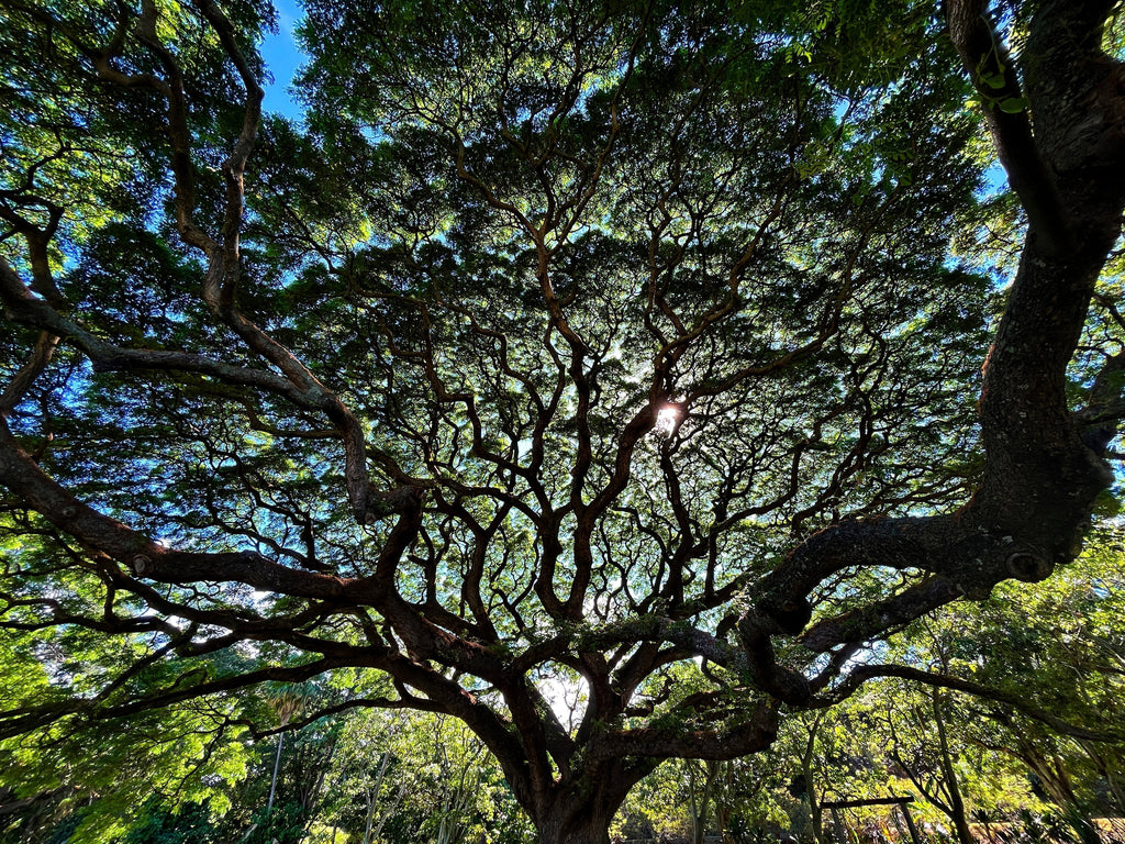 October 2025 Conchshell Chronicles