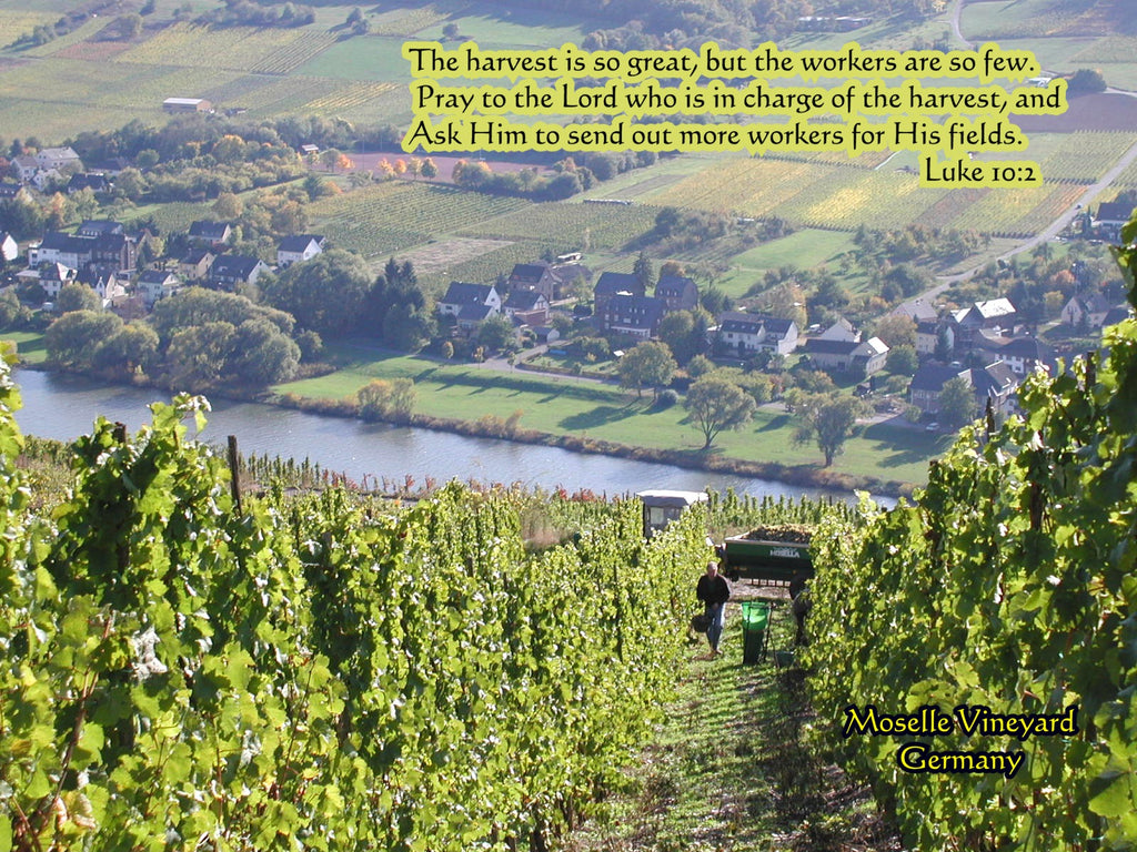 August 2020 Chochshell Chronicles