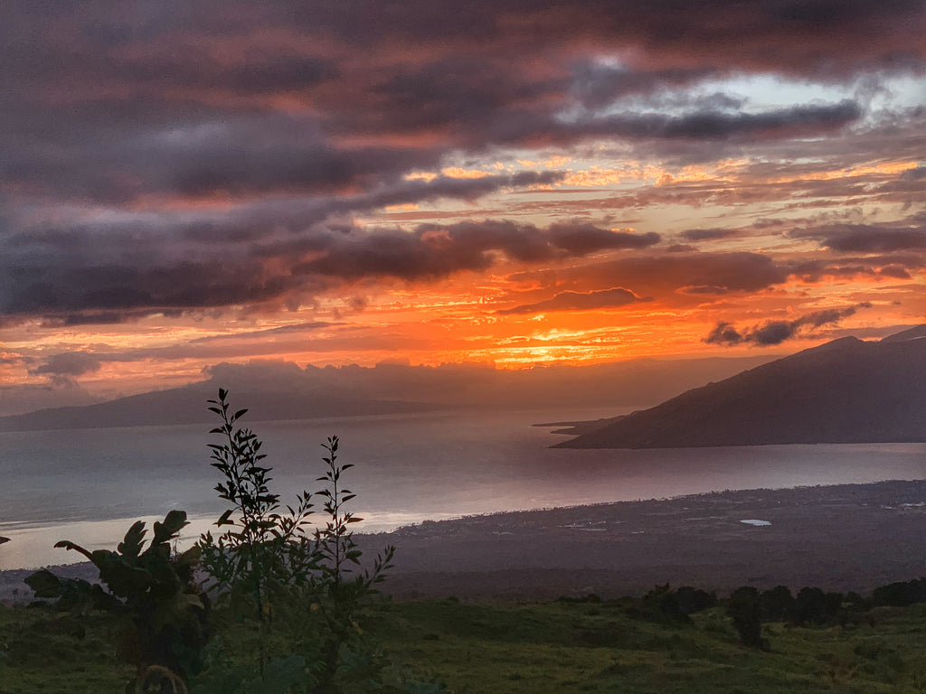 July 2020 Conchshell Chronicles